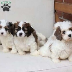 Jackson/Cavachon									Puppy/Male	/June 27th, 2026,Jackson is one of four in his litter, with an approximate adult weight of 12 to 18 pounds .