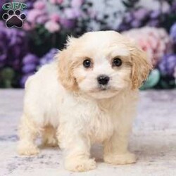 Ava/Cavachon									Puppy/Female	/8 Weeks,Meet sweet little Ava! A cute & cuddly little Cavachon puppy that is playful & sweet & will be sure to fill your heart & home with lots of love! Born on June 27 Ava is the daughter of Kate, an 11 lb Bichon Frise, and Mario an 11 lb Ruby Cavalier. Based on her parents’ size we expect Ava to mature to approx 11 lbs. when fully grown. Ava has been vet checked, is up to date on all vaccines & dewormers, & is ready to join her forever family on Aug 22 or anytime after. She will come home with a small bag of food, paperwork & a few essentials to make the transition to her new home as smooth as possible.