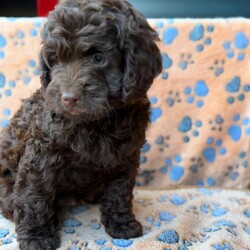 Adopt a dog:Ready now  F1B Cockapoo Puppies 5 left /Cockapoo/Female/Sex: Mixed Litter,We are delighted to introduce our beautiful litter of 8 Cockapoo puppies — 4 boys and 4 girl