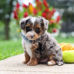 Rave/Yorkie Poo									Puppy/Male	/8 Weeks,Meet the sweetest little Yorkiepoo puppy, Rave! He’s a tiny bundle of love with a big personality. Playful and curious, he loves to explore his surroundings, chase after toys, and hang out with his favorite people. Whether he’s showing off his adorable puppy zoomies or snuggling up for a good nap, he will bring endless joy to your home. While Yorkies are known for their bold, confident, and outgoing personalities, Poodles are often known for their intelligence, affectionate nature, and eagerness to please. Together, they create the perfect Yorkiepoo—a delightful blend of playful energy, loyalty, and loving companionship