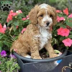 Cooper/Cockapoo									Puppy/Male	/June 16th, 2026,  Cooper is a playful, adorable F1b cockapoo puppy who will bring happiness and fun to your home. He has been loved cared for by our family and our four children and will be a wonderful addition to your family. He is brown with gentle curls. His mom is a cockapoo who weighs 28 pounds and his dad is a purebred red miniature poodle who weighs about 12 pounds. His adult weight should be around 18-20lbs. He comes with a one-year health guarantee. Cockapoos are hypoallergenic with little to no shedding. Will ship within the United States for an additional cost. Text or call Rodney at for additional pictures or videos.