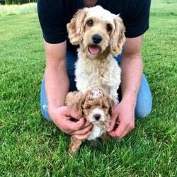 Cooper/Cockapoo									Puppy/Male	/June 16th, 2026,  Cooper is a playful, adorable F1b cockapoo puppy who will bring happiness and fun to your home. He has been loved cared for by our family and our four children and will be a wonderful addition to your family. He is brown with gentle curls. His mom is a cockapoo who weighs 28 pounds and his dad is a purebred red miniature poodle who weighs about 12 pounds. His adult weight should be around 18-20lbs. He comes with a one-year health guarantee. Cockapoos are hypoallergenic with little to no shedding. Will ship within the United States for an additional cost. Text or call Rodney at for additional pictures or videos.