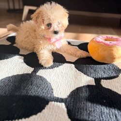 Adopt a dog:Poochon puppy female/Poochon/Female/Sex: Female,Sadly, my lovely dog passed away after giving  birth to her one and only puppy, a wee beautiful girl she means a lot to me but I’m to old now to give her the love and attention she deserve