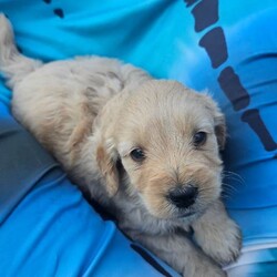 Adopt a dog:Smallest Mini Goldendoodle BOY READY TO GO!/Goldendoodle/Female/Sex: Mixed Litter,We are down to our last puppy Teddy he is doing great with toileting and goes through the night in his crate without any accidents and rarely has any accidents during the day, he still needs reminding as he's only a puppy but doing brilliantly considering his age