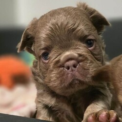Adopt a dog:KC French Bulldog Puppies Fluffy/French Bulldog/Female/Sex: Mixed Litter,4 Beautiful KC Registered Fluffy French Bulldog Puppies Available