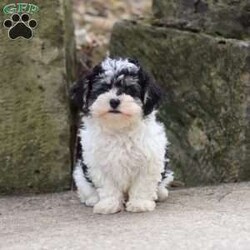 Brodie/Maltipoo									Puppy/Male	/10 Weeks,Hi, my name is Brodie! I am an adorable F1 Maltipoo puppy who was born on June 15, 2026. I am a sweet, playful little boy with a loving personality and a happy, friendly nature. I have been well socialized and love spending time with people. Whether I’m playing with my favorite toys, exploring my surroundings, getting lots of attention, or curling up for some cuddles, I’m happiest when I’m with my people!
