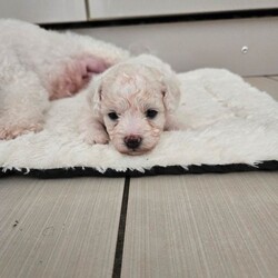 Adopt a dog:Pure pedigree male bichon friese/Bichon Frise/Female/Sex: Male,Pure pedigree male puppy available for sale to be taken to their forever home. Mum and dad are also with me. Kennel club registered. Healthy boy. Will be vaccinated and microchips, health checked and deformed and deflead. 4 weeks old. Will be ready at 8 weeks.