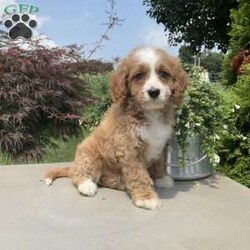 Mickey/Cavapoo									Puppy/Male	/7 Weeks,Meet Mickey; I am an energetic Cavapoo puppy waiting to give you puppy kisses. I am up to date on all wormers and vaccines, if interested in getting to know me more. Call or text the breeder.