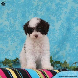 Milton/Toy Poodle									Puppy/Male	/9 Weeks