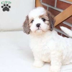 Jackson/Cavachon									Puppy/Male	/June 27th, 2026,Jackson is one of four in his litter, with an approximate adult weight of 12 to 18 pounds .
