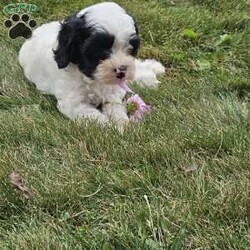Molly/Cavapoo									Puppy/Female	/8 Weeks,Molly is the only sweet little girl of the bunch. She is adorable and playful! She loves cuddling and gives plenty of kisses! Molly’s mother Princess is a quiet yet playful mini poodle weighing around 14 lbs. Her father is Alfie a sweet king Charles Cavalier weighing about 16lbs. Our puppies are loved upon from the day they are born! They are well socialized and enjoyed by our family! Molly was checked by our vet and she has a clean bill of health. She has been started on her vaccinations and dewormed regularly. If your looking for a sweet friend Molly’s the one! 