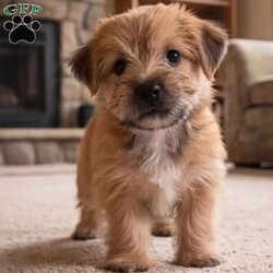 Molly/Morkie / Yorktese									Puppy/Female	/8 Weeks,Are you looking for an awesome puppy ? This one love to be your buddy !! Bred to bring joy and love to your life !!