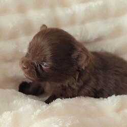 Adopt a dog:Beautiful Pomeranian puppies /Pomeranian/Female/Sex: Mixed Litter,Our little girl Issey has given birth to 6 stunning little babies. All puppies can be seen with mum. They will leave with small bag of puppy food. All Pups will be microchipped, vaccinations up to date, vet checked, wormed, KC registered and 5wks KC insurance.