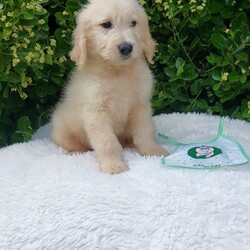 Adopt a dog:Goldendoodle puppies F1/Goldendoodle/Female/Sex: Mixed Litter,We have 2 adorable, true to type golden doodle puppies available for their forever homes. They are 11 weeks and leave fully vaccinated, microchipped, flea and worm treated. They are full of life and showing their individual personalities. We have 1 beautiful girl and two males available. Mum is our family pet and this is her first and only litter.