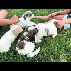Jackson/Cavachon									Puppy/Male	/June 27th, 2026,Jackson is one of four in his litter, with an approximate adult weight of 12 to 18 pounds .