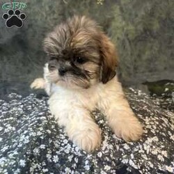Bella/Shih Tzu									Puppy/Female	/10 Weeks, Meet Bella Bella is a tiny, adorable brown-and-white baby girl with the cutest little face! She may be small, but she has a sweet personality that will steal your heart. She has a beautiful fluffy coat, big bright eyes, and an irresistible teddy-bear look. Bella loves attention, cuddles, and playing. She would make the perfect little companion for a loving family. Girl Puppy Brown & White Tiny & Adorable Sweet & Playful Looking for her forever home Bella is a little bundle of cuteness!