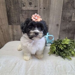 Sheri/Teddy Bear									Puppy/Female	/8 Weeks,Say Hello to Sheri she is a sweet Teddybear who loves to cuddle and play! Sheri will make a loyal companion as the breed is known for that. She has been vet checked and up to date with her vaccinations and dewormer plus comes with a health guarantee. Call or message to today to make her forever yours! Estimated adult weight 12-15lbs. License #4185