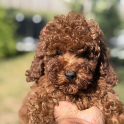 Red/Mini Goldendoodle									Puppy/Male	/8 Weeks,Come on out and meet our friendly baby boy Red! He is eagerly waiting to meet his new family! Mother is a Mini Goldendoodle (15lbs), and dad is also a mini goldendoodle (17lbs). He is super healthy, have this up to date vaccination and deworming, Vet papers will be included!