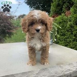 Andy/Cavapoo									Puppy/Male	/7 Weeks,Meet Andy; I’m a energetic Cavapoo puppy waiting to give you puppy kisses, I am up to date on all wormers and vaccines, if interested in getting to know me more. Call or text the breeder.