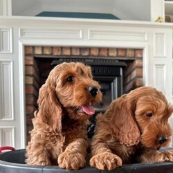Adopt a dog:F1 Fox Red cockapoo pups /Cockapoo/Female/Sex: Mixed Litter,Dad a registered miniature poodle and mum a registered cocker spaniel. Both are family pets and can be seen when viewing the pups. All pups will be health vet checked,microchipped, fleed and wormed before going to their new homes.