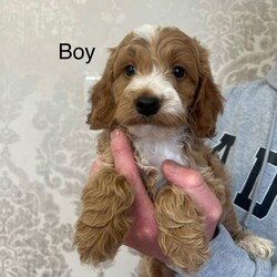Cockapoo F1/Cockapoo/Female/Sex: Mixed Litter,Lovely F1 cockapoo puppies 2 girls 3 boys up to day with worming mum is family pet dad is family members dog good temperament please contact for more information 
