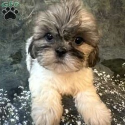 Bella/Shih Tzu									Puppy/Female	/10 Weeks, Meet Bella Bella is a tiny, adorable brown-and-white baby girl with the cutest little face! She may be small, but she has a sweet personality that will steal your heart. She has a beautiful fluffy coat, big bright eyes, and an irresistible teddy-bear look. Bella loves attention, cuddles, and playing. She would make the perfect little companion for a loving family. Girl Puppy Brown & White Tiny & Adorable Sweet & Playful Looking for her forever home Bella is a little bundle of cuteness!