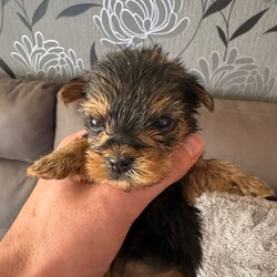 Adopt a dog:Yorkshire Terrier Puppies/Yorkshire Terrier/Female/Sex: Mixed Litter,Coming from a loving home we have 7 gorgeous Yorkshire Terrier Pups looking for their forever homes, there are 2 males and 5 females. Both parents are both full pedigree stunning Yorkshire Terriers, with a good lineage on both sides, and are very well loved family pets which can be seen on viewing.