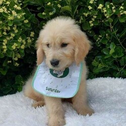 Adopt a dog:Goldendoodle puppies F1/Goldendoodle/Female/Sex: Mixed Litter,We have 2 adorable, true to type golden doodle puppies available for their forever homes. They are 11 weeks and leave fully vaccinated, microchipped, flea and worm treated. They are full of life and showing their individual personalities. We have 1 beautiful girl and two males available. Mum is our family pet and this is her first and only litter.