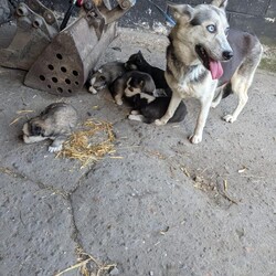 Pomsky puppy’s/Pomsky/Female/Sex: Female,I have 6 female pomsky puppy’s looking for there forever homes they all have playful spirits and a loving nature pomskys are fun smart and full of energy they are very loyal and form strong bonds with there human family’s there mum is our husky Bella 3 sable and white 1 black grey with white markings 1 chocolate with white markings 