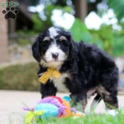 Dr. Pepper/Mini Bernedoodle									Puppy/Male	/7 Weeks,Meet Dr. Pepper, a handsome F1 Mini Bernedoodle with a sweet personality and a wonderful combination of his parents’ traits. He is playful, affectionate, and loves spending time with people, making him a great companion for a family looking for a loving and loyal addition.