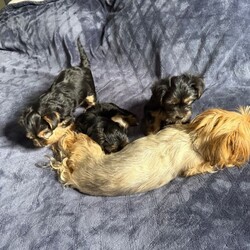 3 Beautiful Yorkshire Terrier for sale/Yorkshire Terrier/Female/Sex: Mixed Litter,Here we have 3 Yorkshire Terrier Puppies looking for a loving home.