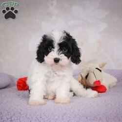 casey/Cavapoo									Puppy/Male	/7 Weeks,Areyou looking for an awesome puppy ? This one would love to be your buddy !! Bred to bring jot and love to your life !!