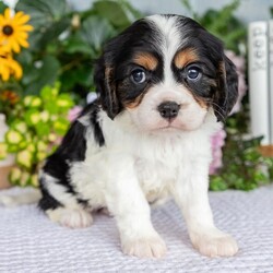 Adopt a dog:Prince/Cavalier King Charles Spaniel/Female/,Hi, I'm Prince! I'm a 9-week-old male Cavalier King Charles Spaniel with a beautiful black & white coat, born on June 22. I am ready now to plan my trip to my forever family. Once I reach my adult size, I'm expected to weigh between 8–23 lbs. I'm AKC registered. Ladies and gentlemen, when it comes to picking a puppy, there is no other choice than me.