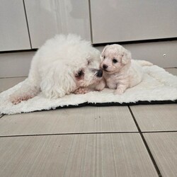 Adopt a dog:Pure pedigree male bichon friese/Bichon Frise/Female/Sex: Male,Pure pedigree male puppy available for sale to be taken to their forever home. Mum and dad are also with me. Kennel club registered. Healthy boy. Will be vaccinated and microchips, health checked and deformed and deflead. 4 weeks old. Will be ready at 8 weeks.