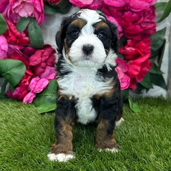 Adopt a dog:Bolt/Bernedoodle/Female/,Hi, I'm Bolt! I'm a 6-week-old male Bernedoodle. My dad is a Poodle and my mom is a Bernedoodle. I have a beautiful black, tan & white coat, and I was born on July 15. I'll be ready to go home to my forever family after September 9, once I'm grown enough to leave my litter. When I reach my adult size, I should weigh between 14–50 lbs. I'm all set to make your days a little sweeter and your nights a lot cozier.
