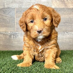 Adopt a dog:Gigi/Goldendoodle/Female/,Hi, I'm Gigi! I'm a 7-week-old female Goldendoodle. My dad is a Poodle and my mom is a Golden Retriever. I have a beautiful dark golden coat, and I was born on July 8. I'll be ready to go home to my forever family after September 5, once I'm grown enough to leave my litter. When I reach my adult size, I should weigh between 7–60 lbs. I'm ready to be your furry sidekick and best friend.