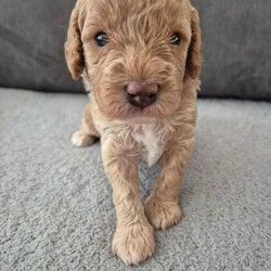 Cockapoo puppies F1bb/Cockapoo/Female/Sex: Male,Beautiful apricot cockapoo puppies. This is Roxy's first litter. Roxy is out family pet, she has a lovely personality, she is friendly with both other dogs and people, loves a cuddle and is very patient (grew up in a family with children). Roxy has been a wonderful mum to her pups.