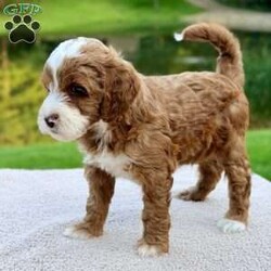 Cannoli/Mini Goldendoodle									Puppy/Male	/8 Weeks,Meet our adorable petite goldendoodles!:) They are so sweet and playful looking to find their forever new family. They have beautiful soft wavy/curly hair coats. Est weight 10-20lb. They will come vet checked, microchipped and utd with their vaccinations and dewormings. Along with their health record, a 2 year genetic health guarantee and 30 days free health insurance through Trupanion. Mom and Dad have wonderful personalities/temperaments and are genetically health tested. Contact us for videos or setup a FaceTime. Thank you! 