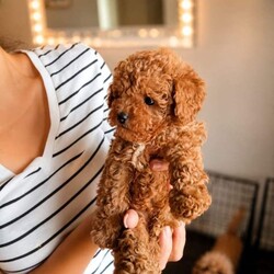 Asian maltipoo/Maltipoo/Female/Sex: Male,4 puppies available vaccinated , microchipped, regularly worm treated,ready to go.