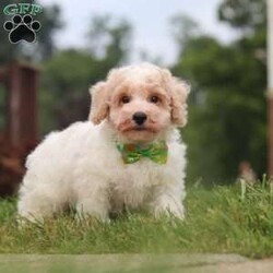 Benji/Bich-Poo									Puppy/Male	/10 Weeks,Hi! My name is Benji, and I am a very cute Bichapoo puppy with a sweet personality and a heart full of love! I love playing, exploring new things, and getting lots of attention and cuddles. I have a soft, fluffy coat, an adorable face, and a playful little personality that makes every day more fun. I’m always ready for a new adventure, but I’m just as happy snuggling up and enjoying some quiet time. I can’t wait to find my forever family and fill their home with lots of puppy love, laughter, and happy memories!