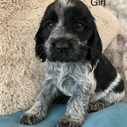 Cocker Spaniel ( Show type)/Cocker Spaniel/Female/Sex: Mixed Litter,Our family pet Bonnie has had a litter of stunning show cocker spaniel puppies. Bonnie is kennel club registered and from champion lines. She has a loving temperament with adults, kids and other dogs. Puppies are been raised in family home.