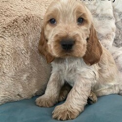 Cocker Spaniel ( Show type)/Cocker Spaniel/Female/Sex: Mixed Litter,Our family pet Bonnie has had a litter of stunning show cocker spaniel puppies. Bonnie is kennel club registered and from champion lines. She has a loving temperament with adults, kids and other dogs. Puppies are been raised in family home.
