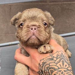 Adopt a dog:KC French Bulldog Puppies Fluffy/French Bulldog/Female/Sex: Mixed Litter,4 Beautiful KC Registered Fluffy French Bulldog Puppies Available