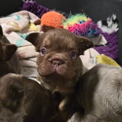 Adopt a dog:KC French Bulldog Puppies Fluffy/French Bulldog/Female/Sex: Mixed Litter,4 Beautiful KC Registered Fluffy French Bulldog Puppies Available
