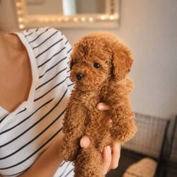Asian maltipoo/Maltipoo/Female/Sex: Male,4 puppies available vaccinated , microchipped, regularly worm treated,ready to go.
