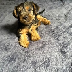 3 Beautiful Yorkshire Terrier for sale/Yorkshire Terrier/Female/Sex: Mixed Litter,Here we have 3 Yorkshire Terrier Puppies looking for a loving home.