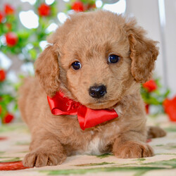 Junior/Goldendoodle/Female/