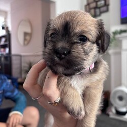 Adopt a dog:Schapso puppy /Lhasa Apso/Female/Sex: Female,I have a beautiful female Schapso puppy left, born on 11/07/26, looking for her forever home.