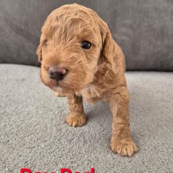 Cockapoo puppies F1bb/Cockapoo/Female/Sex: Male,Beautiful apricot cockapoo puppies. This is Roxy's first litter. Roxy is out family pet, she has a lovely personality, she is friendly with both other dogs and people, loves a cuddle and is very patient (grew up in a family with children). Roxy has been a wonderful mum to her pups.