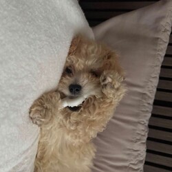 Adopt a dog:Poochon puppy female/Poochon/Female/Sex: Female,Sadly, my lovely dog passed away after giving  birth to her one and only puppy, a wee beautiful girl she means a lot to me but I’m to old now to give her the love and attention she deserve